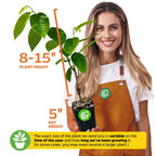 Painter's Cherilata (Grafted) - Annona cherimoya x reticulata