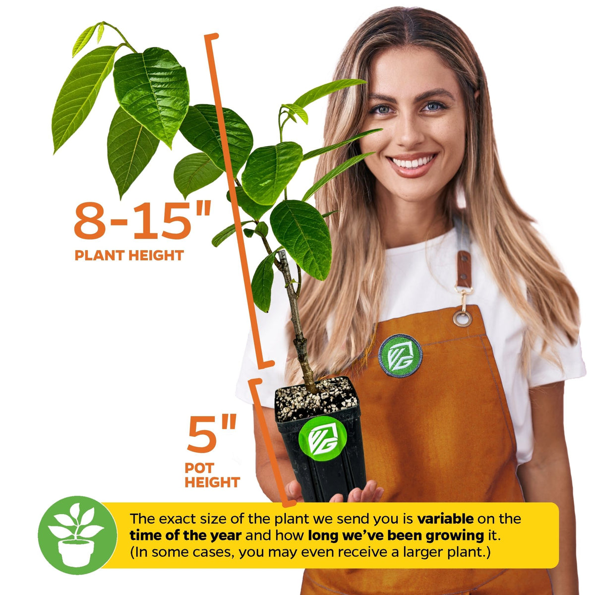 Painter's Cherilata (Grafted) - Annona cherimoya x reticulata