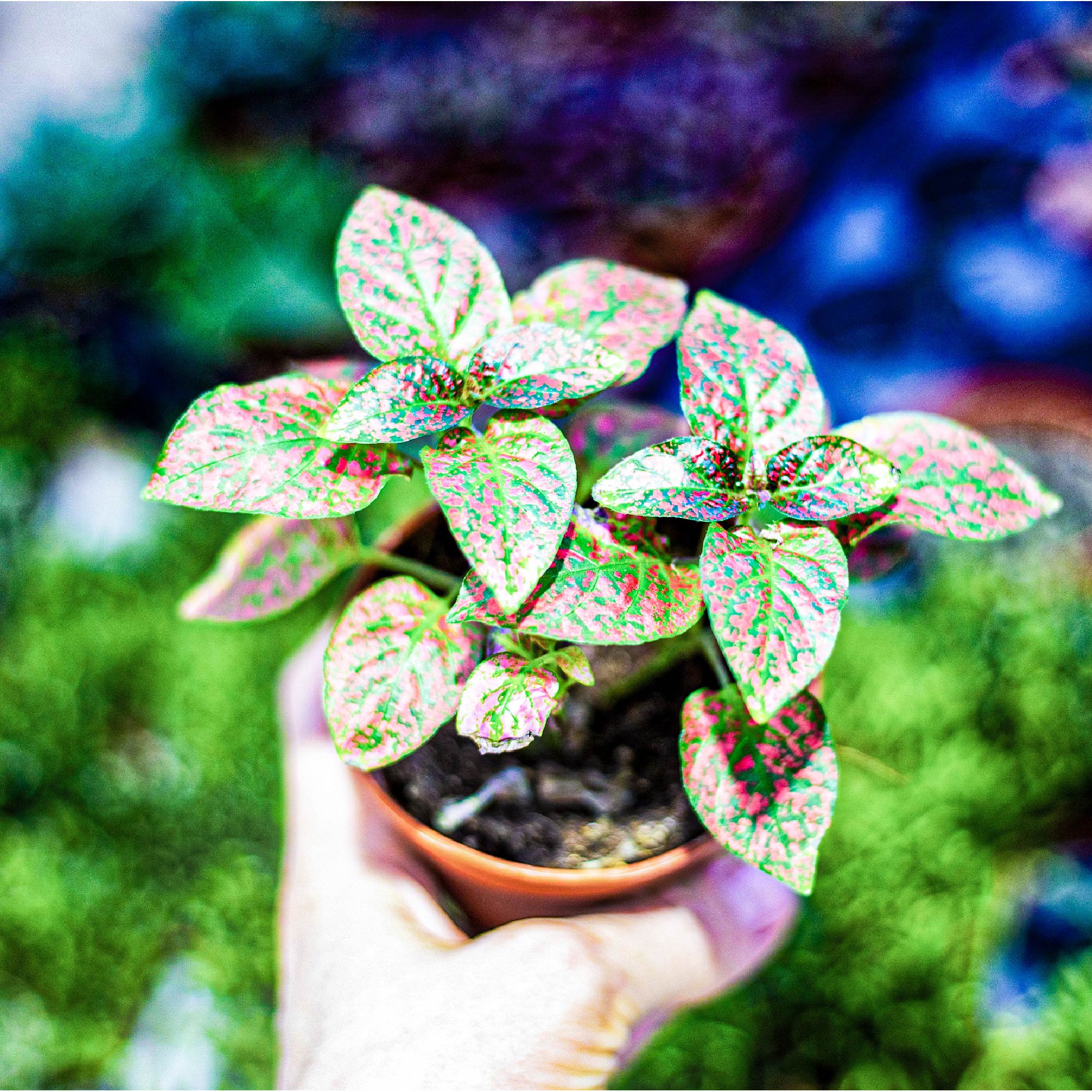 A hand holds a Wellspring Gardens Polka Dot Plant (Hypoestes), showcasing its green leaves with pink spots, against a blurred green and blue background.