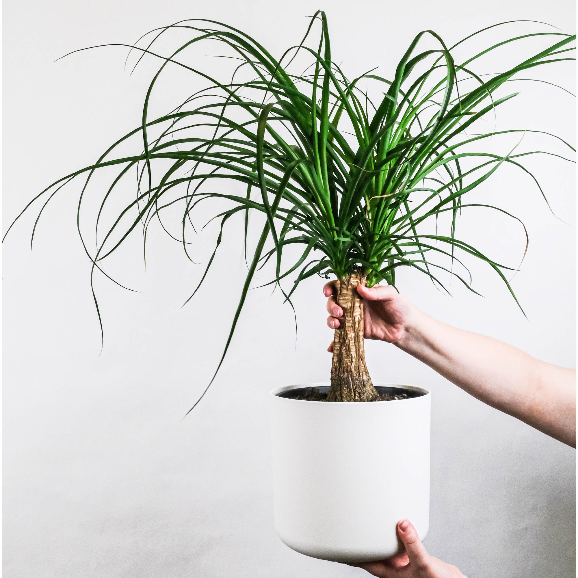planter palm Ponytail Palm