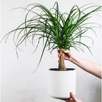 A person holds a Wellspring Gardens Ponytail Palm (Beaucarnia recurvata) with long, arching leaves and a thick trunk in a white planter, highlighting this striking indoor plant against a white background.