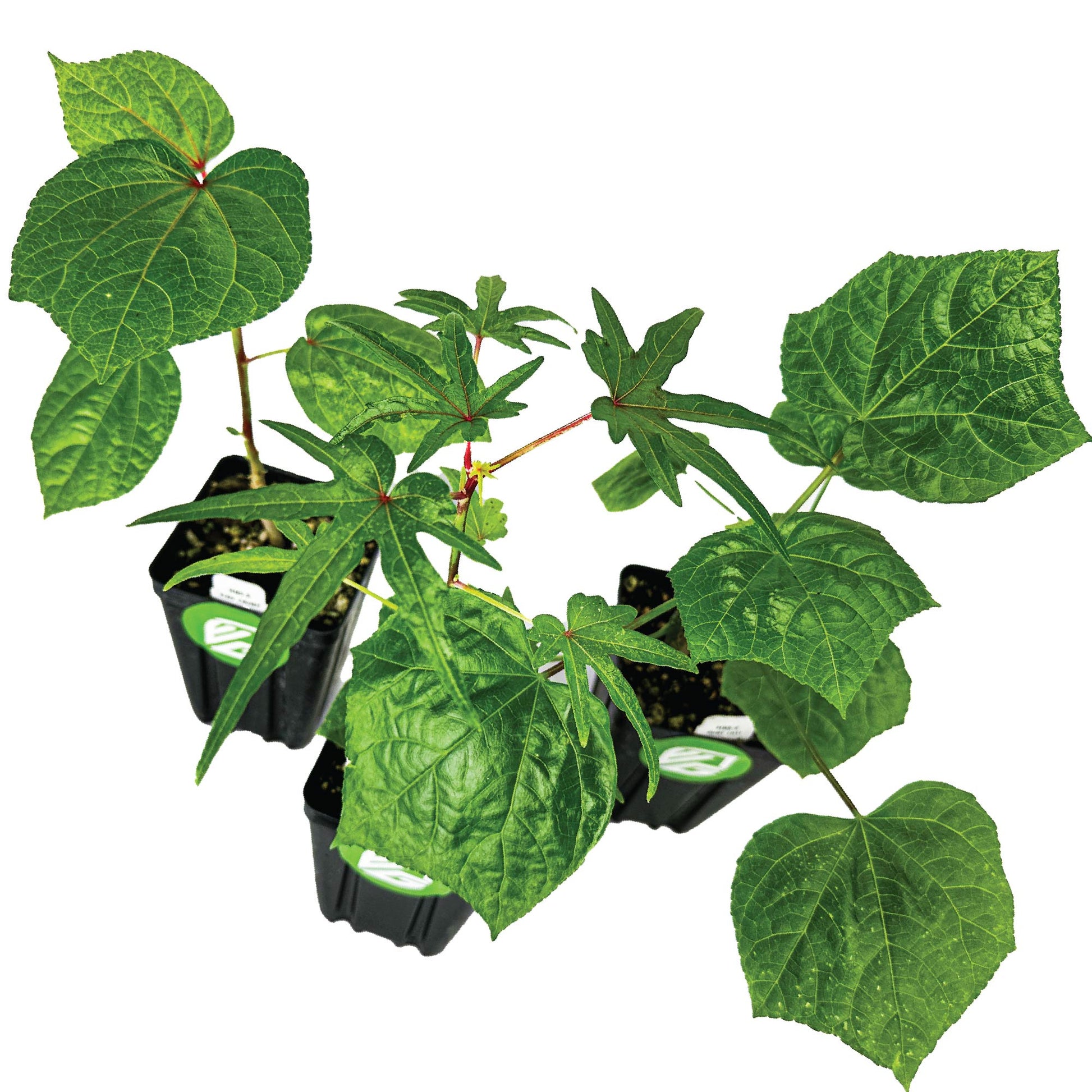 Premium Salad Tree Bundle: Kiko's Crump + Chief Kubo's + Auntie Lilli's - Abelmoschus (3/4-Quart Pot)