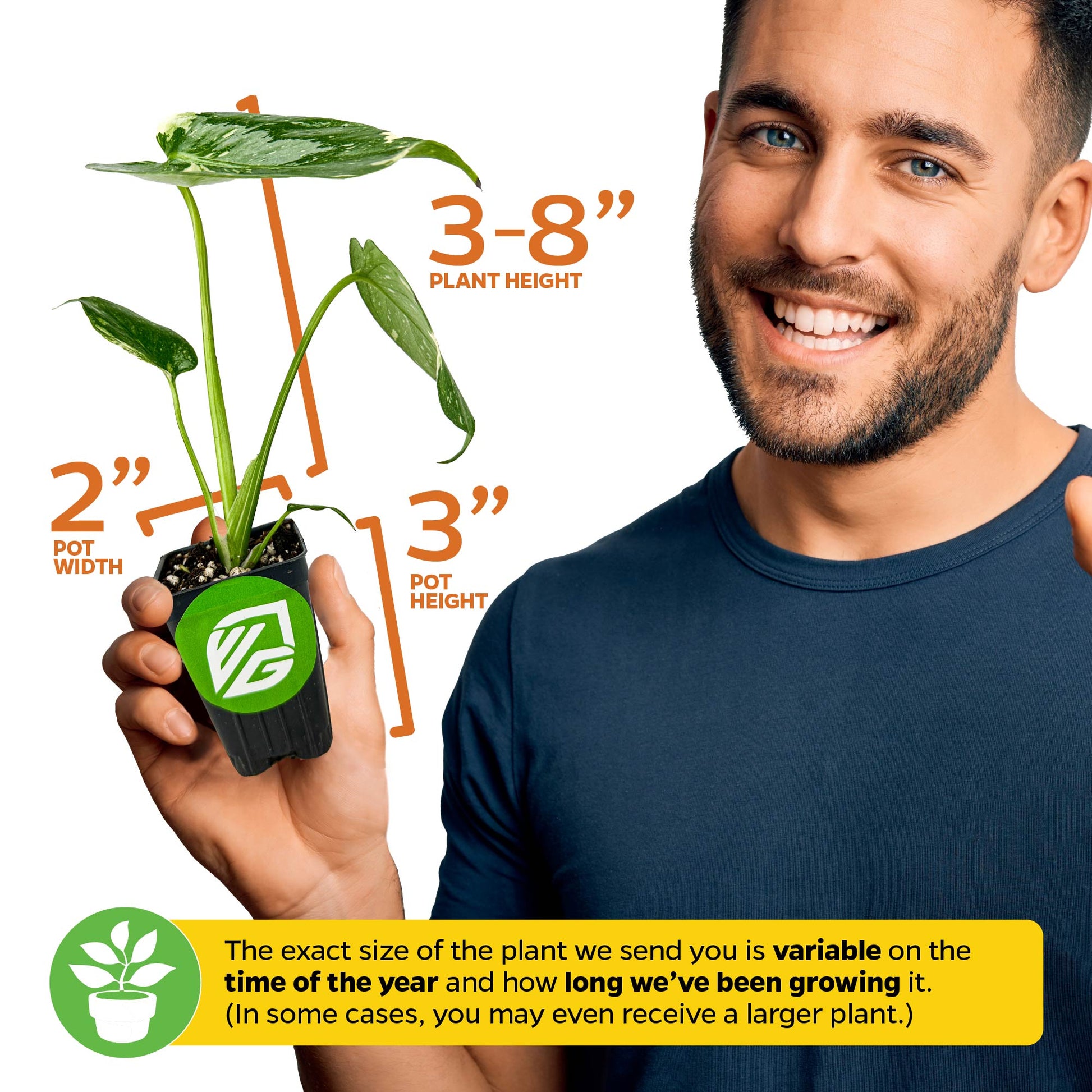 Thai Constellation Monstera Variegated - Monstera deliciosa