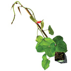 Wednesday Plant Drop: Ube 'Purple Yam' Plant - Dioscorea alata (1-quart pot, Premium)