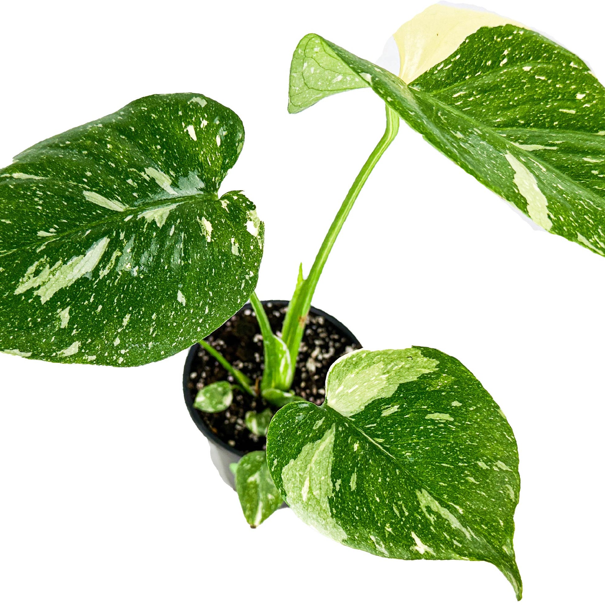 Thai Constellation Monstera Variegated - Monstera deliciosa (1-Pint Pot)