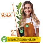 A smiling woman in an orange apron holds a Wellspring Gardens African Imbe Mangosteen (Garcinia livingstonei) in a 5-inch pot, 8-15 inches tall. Note: plant height may vary by season and growth stage. Rich in antioxidants.