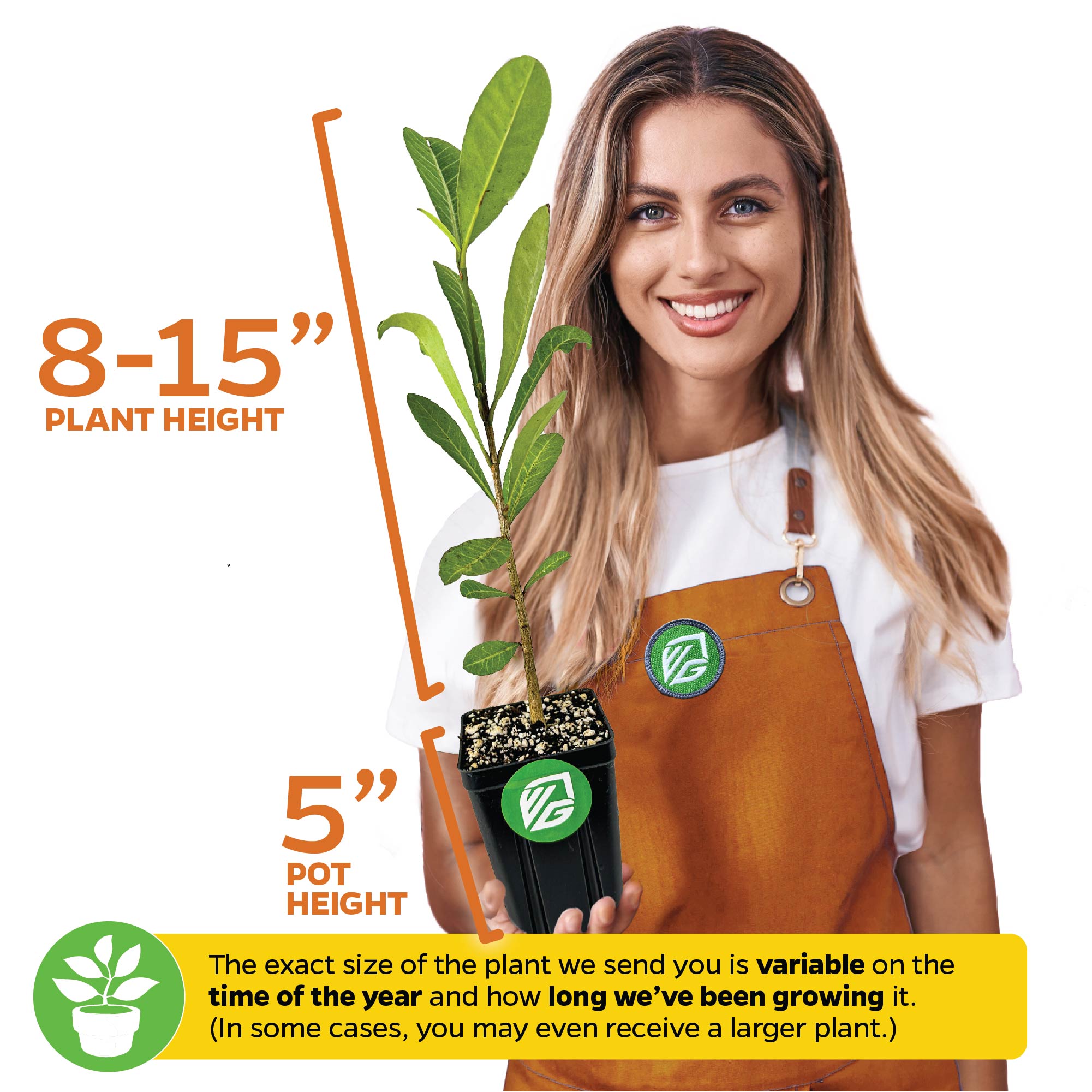 A smiling woman in an orange apron holds a Wellspring Gardens African Imbe Mangosteen (Garcinia livingstonei) in a 5-inch pot, 8-15 inches tall. Note: plant height may vary by season and growth stage. Rich in antioxidants.