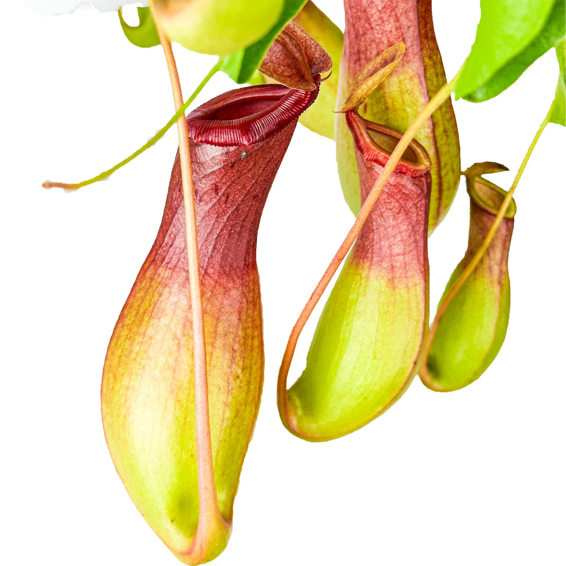 Mature Nepenthes Alata in a hanging basket