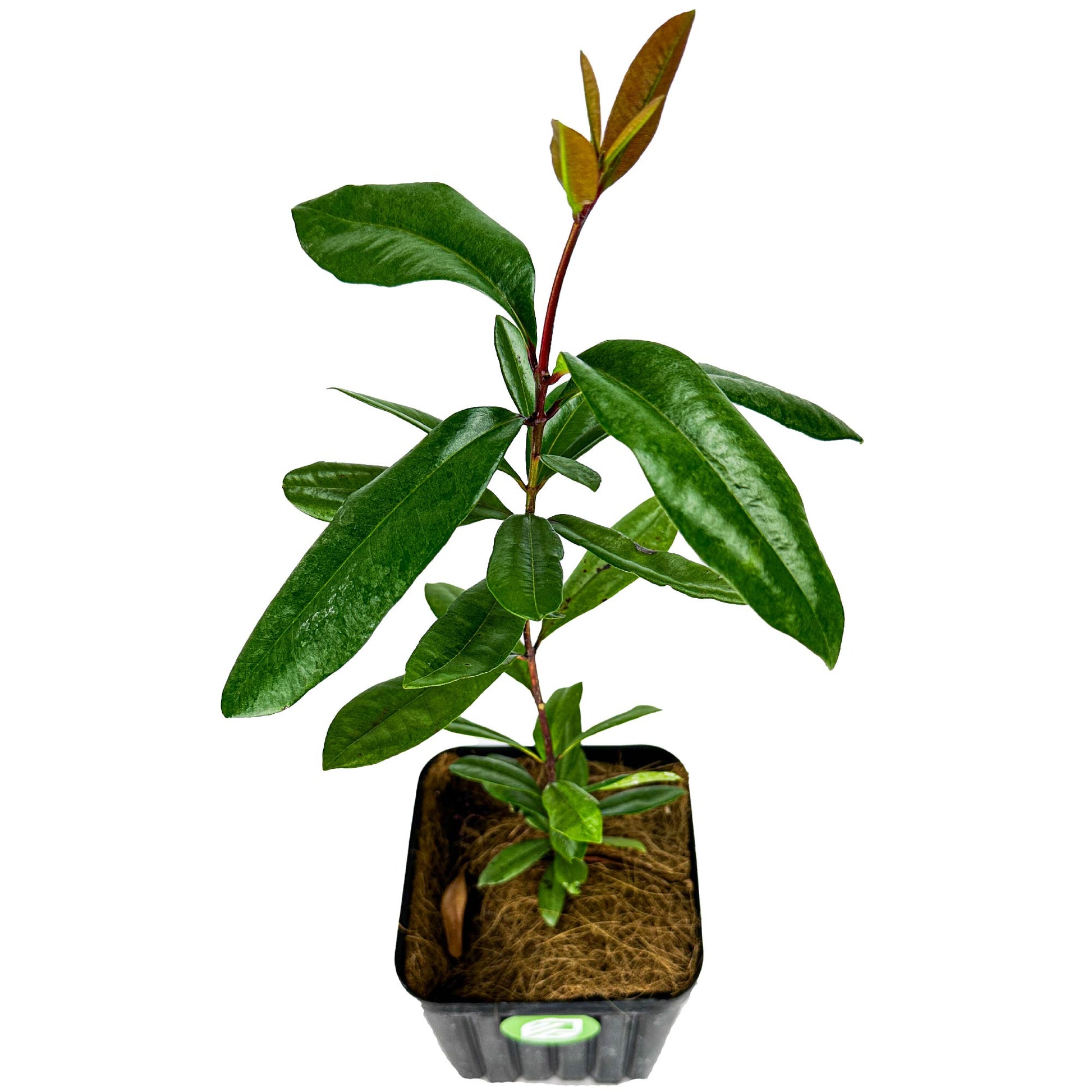 Bay Rum - Pimenta racemosa - (3/4 Gallon Pot)