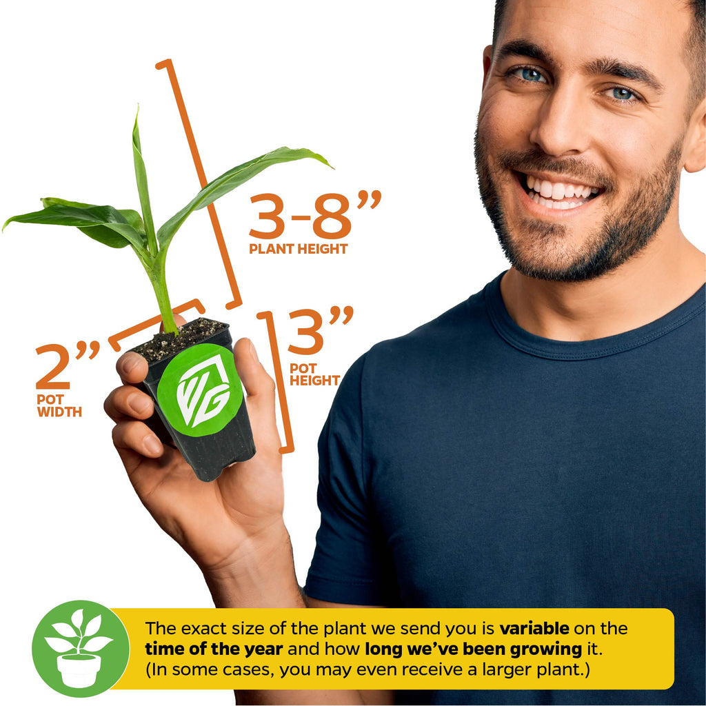 Truly Tiny Banana - Musa