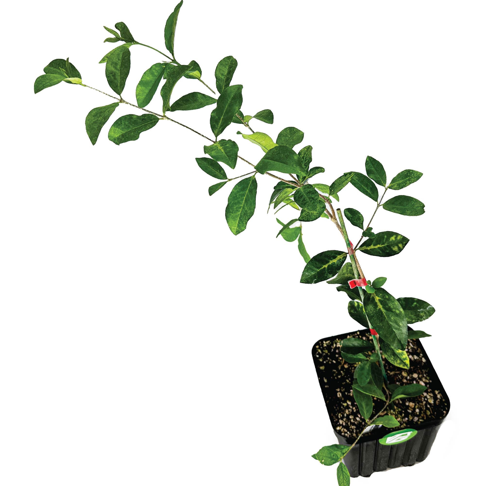 Supreme-sized Barbados Cherry (Acerola/Wild Crapemyrtle