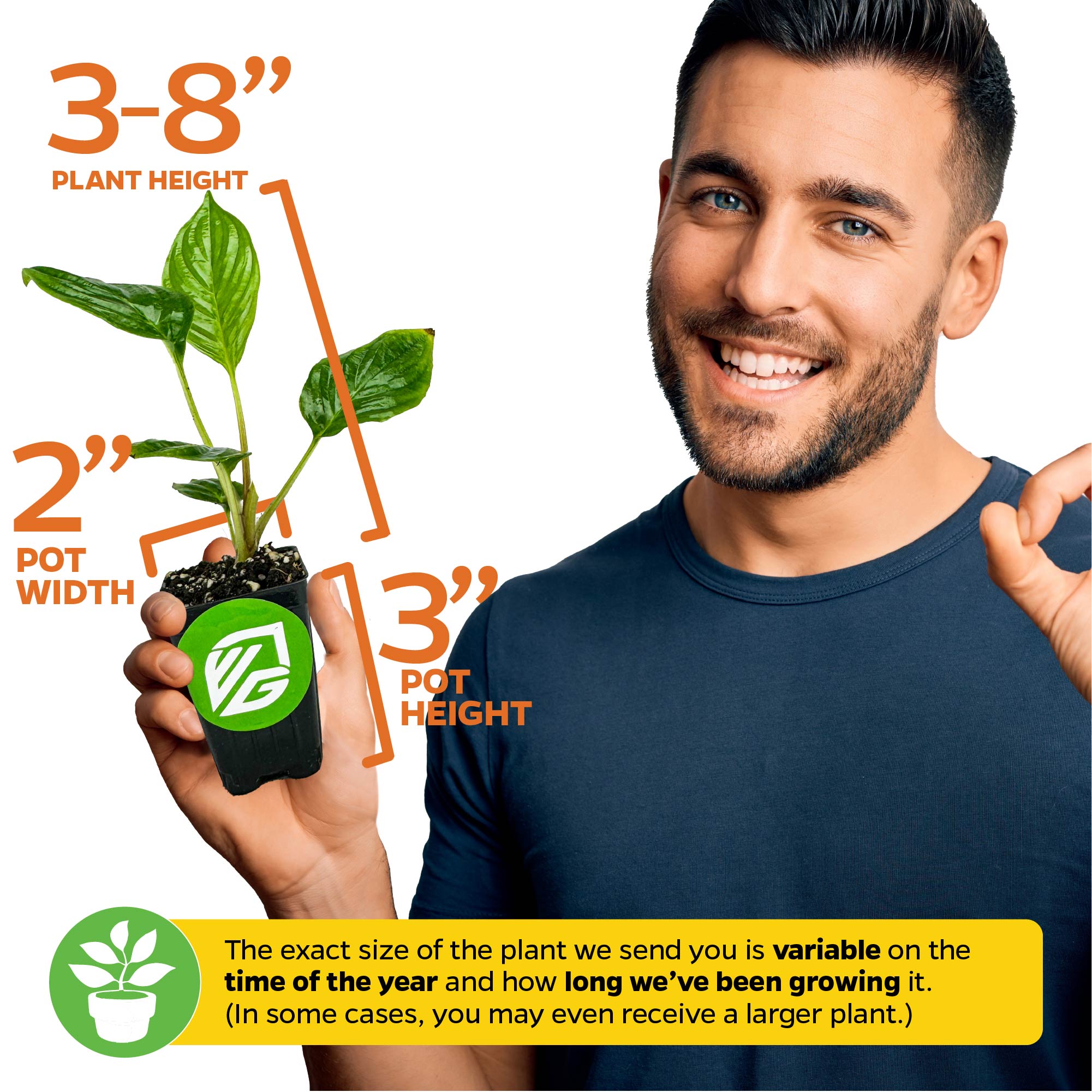 A smiling man holds a Wellspring Gardens White Bat Live Flowering Plant (Tacca integrifolia) in a 2" wide, 3" high pot. Plant height is 3–8", and size may vary.