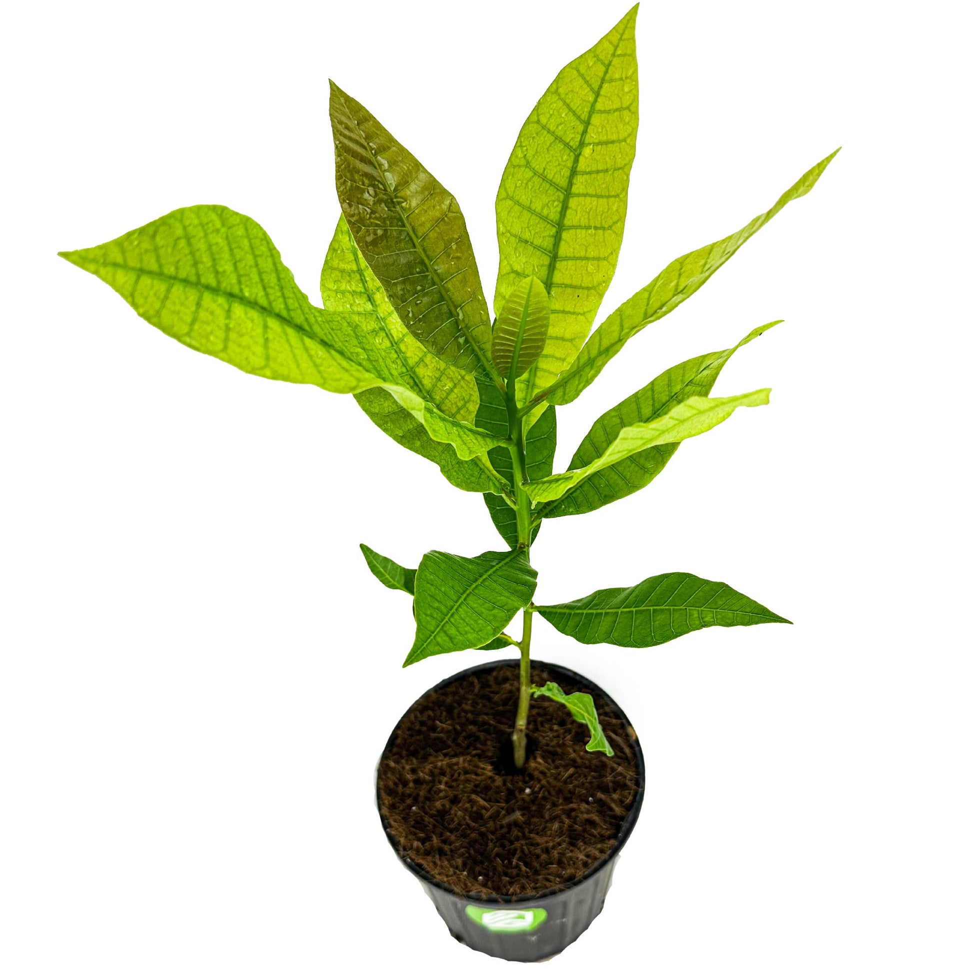 Cashew Tree - Anacardium occidentale (1-gallon pot)