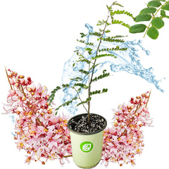 Golden & Pink Shower Trees - Cassia