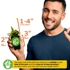 A man smiles while holding a Wellspring Gardens Superbum Staghorn Fern (Platycerium superbum) in a 2" wide, 3" tall pot; plant height ranges from 1–4". Note: Indoor plant size varies with growth duration.