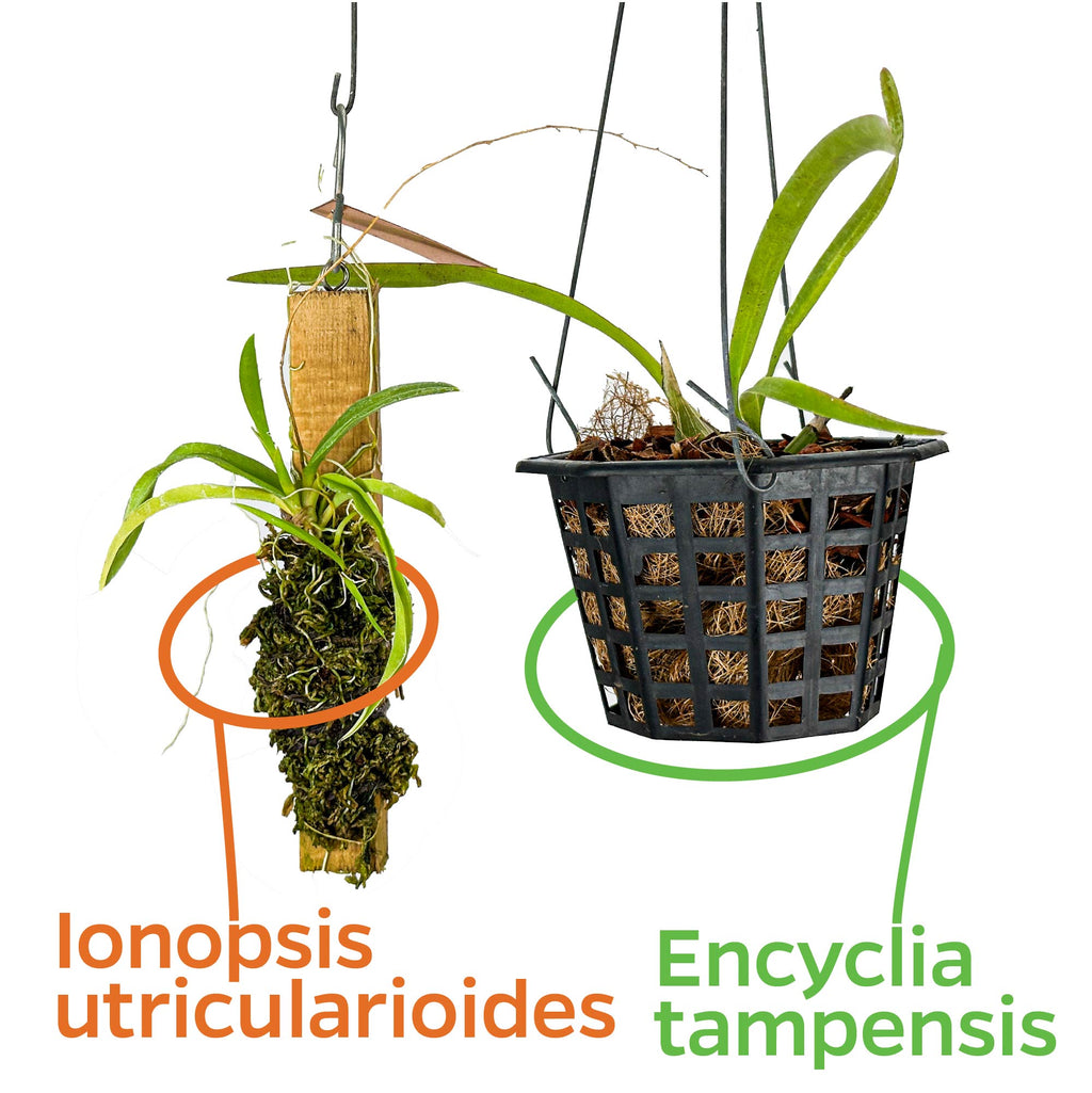 Bundle (2) of Florida Butterfly Orchids: Encyclia tampensis + Ionopsis utricularioides