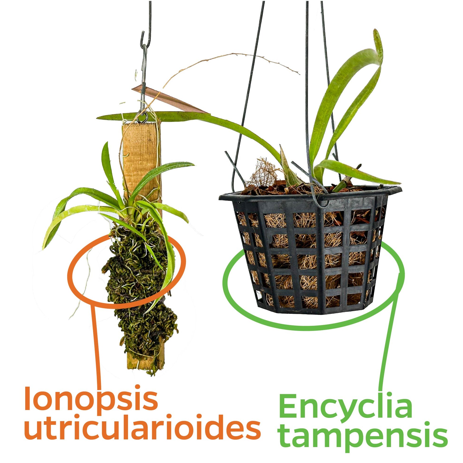 Bundle (2) of Florida Butterfly Orchids: Encyclia tampensis + Ionopsis utricularioides