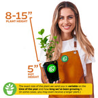 A smiling woman in an orange apron holds a Wellspring Gardens Pineapple Guava (Feijoa) - Acca sellowiana plant, 8–15" tall in a 5" pot. Note: size may vary depending on growth and time of year.