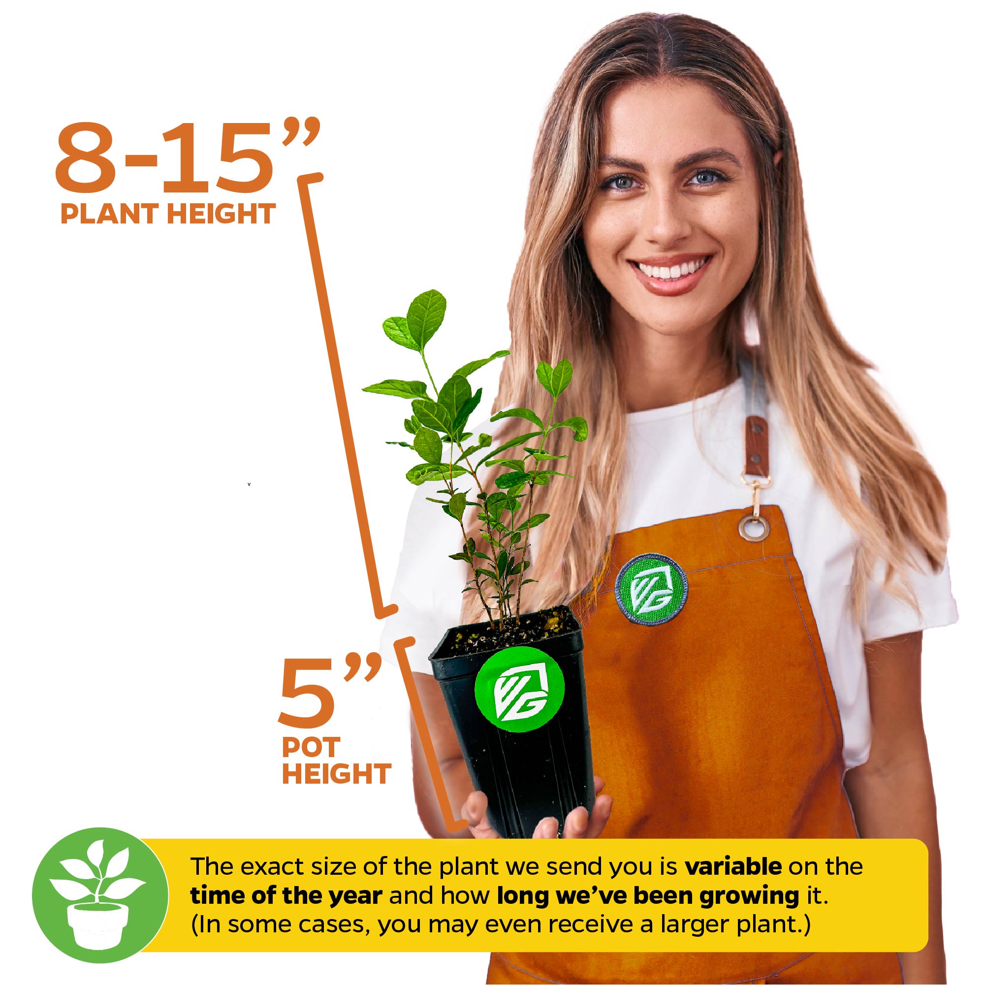 A smiling woman in an orange apron holds a Wellspring Gardens Pineapple Guava (Feijoa) - Acca sellowiana plant, 8–15" tall in a 5" pot. Note: size may vary depending on growth and time of year.