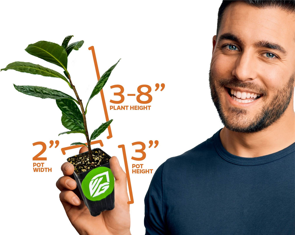 Florida Teabush (Pyramid Bush) - Melochia tomentosa