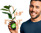 A smiling man in a blue shirt holds a Wellspring Gardens Florida Teabush (Pyramid Bush), Melochia tomentosa, 3–8" tall in a 2" wide x 3" high pot with green logo—ideal for edible landscapes or drought-tolerant shrub gardens.