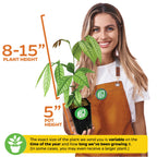 A woman holds a Wellspring Gardens Ice Cream Bean (Inga spectabilis), a rare tropical fruit tree, 8-15 inches tall in a 5-inch pot. Plant size may vary.