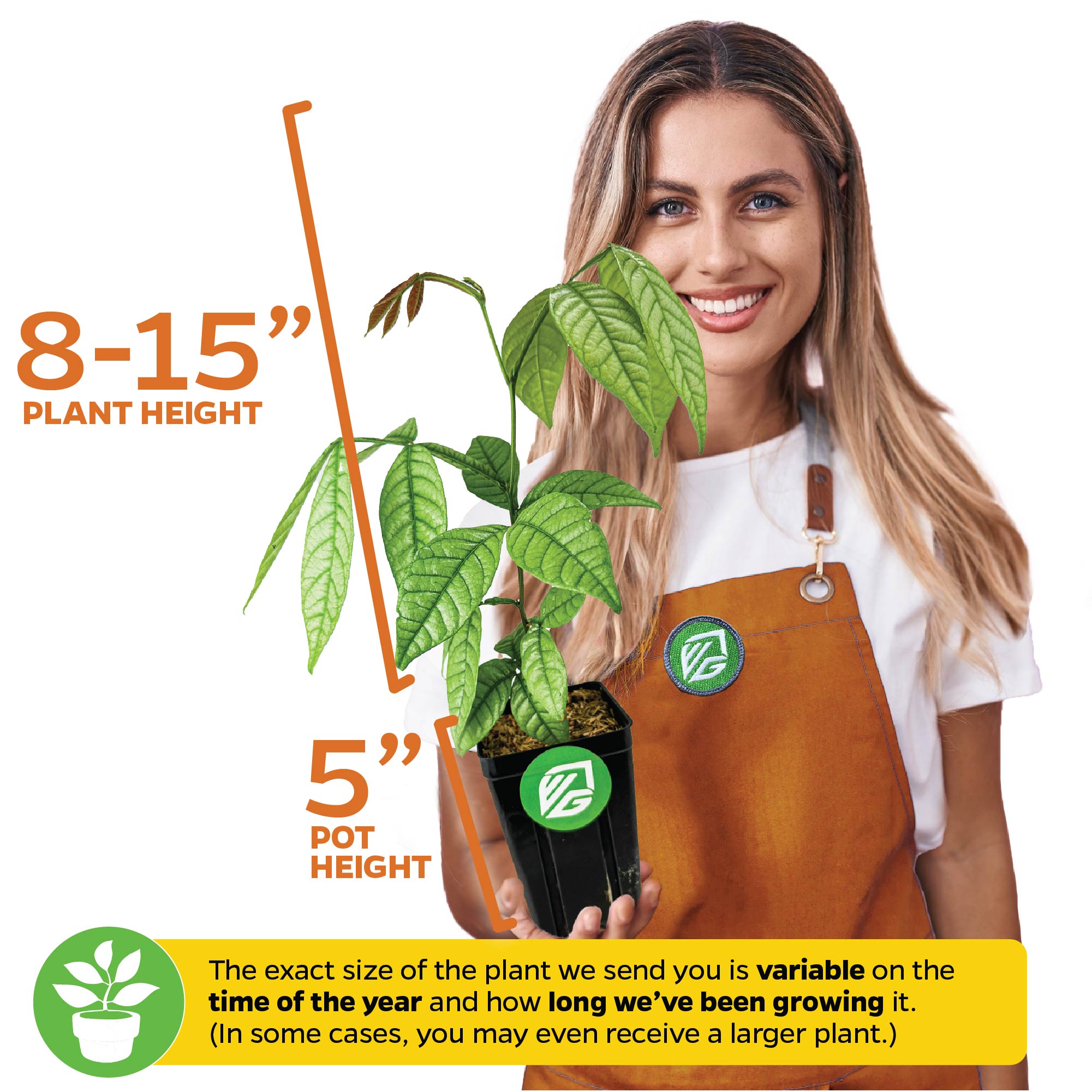 A woman holds a Wellspring Gardens Ice Cream Bean (Inga spectabilis), a rare tropical fruit tree, 8-15 inches tall in a 5-inch pot. Plant size may vary.