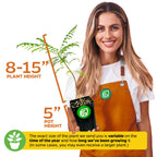 A smiling woman in an orange apron holds a Wellspring Gardens Jacaranda Tree (Jacaranda mimosifolia), 8–15 inches tall in a 5-inch pot with lavender-blue flowers. Note: Plant heights may vary by season and growth stage.