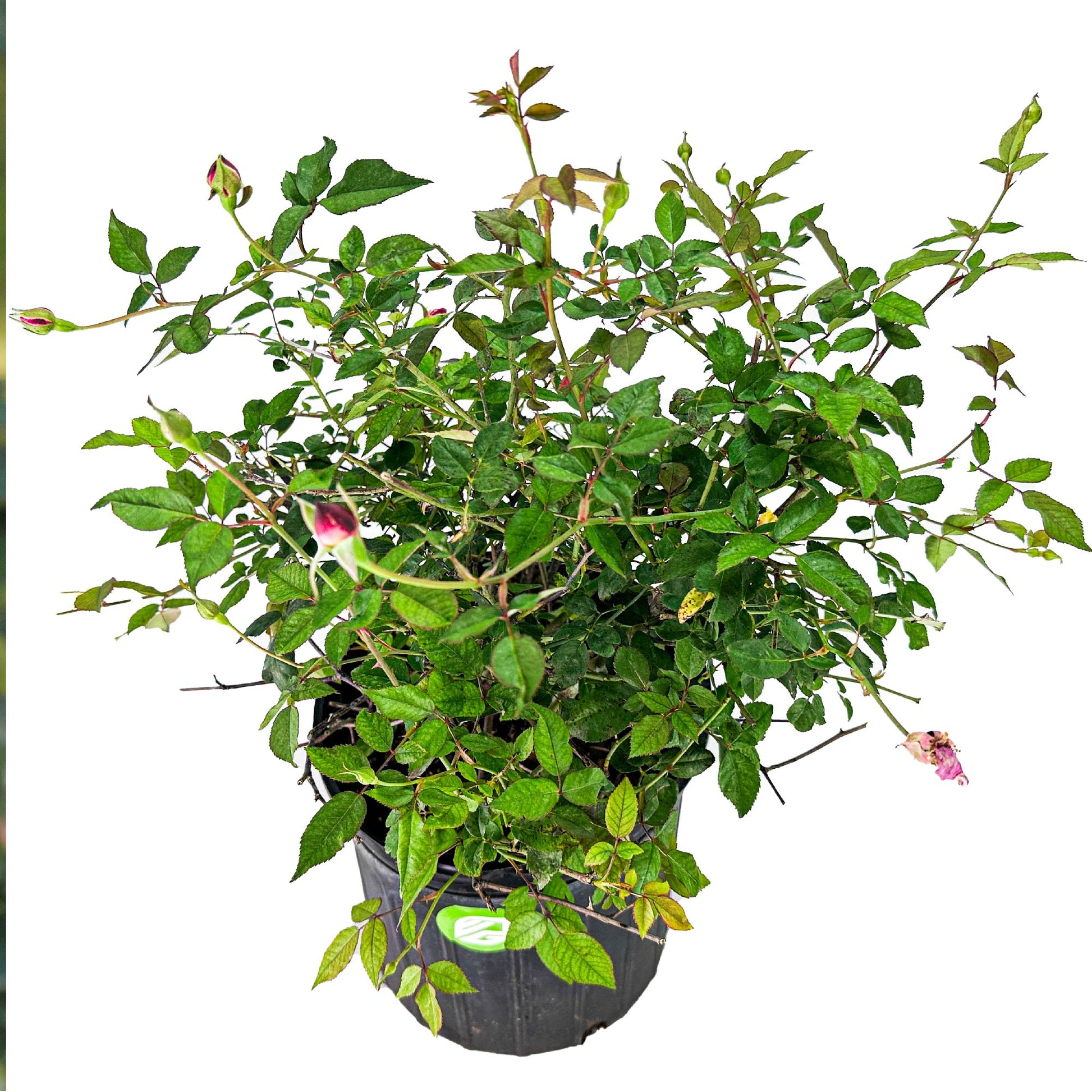 Louis Philippe Rose (Florida Cracker Rose) - Rosa chinensis (3-Gallon Pot)