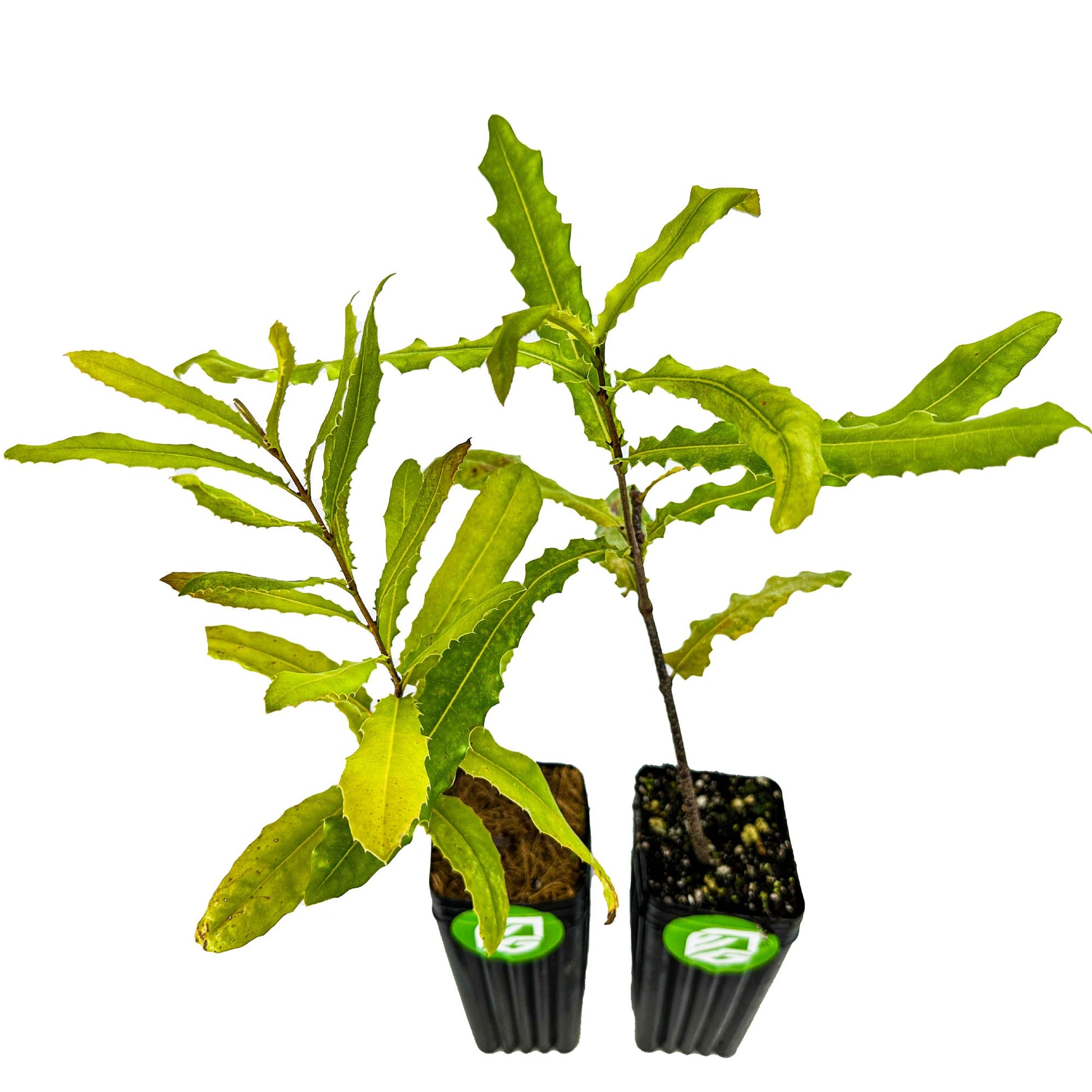 2-Pack of Macadamia Trees - Macadamia integrifolia