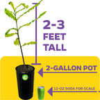 Macadamia Nut Tree (2-Gallon) - Macadamia integrifolia