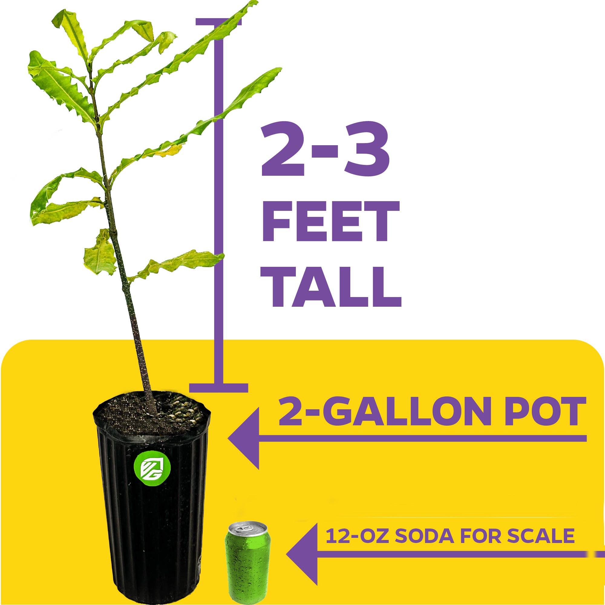 Macadamia Nut Tree (2-Gallon) - Macadamia integrifolia