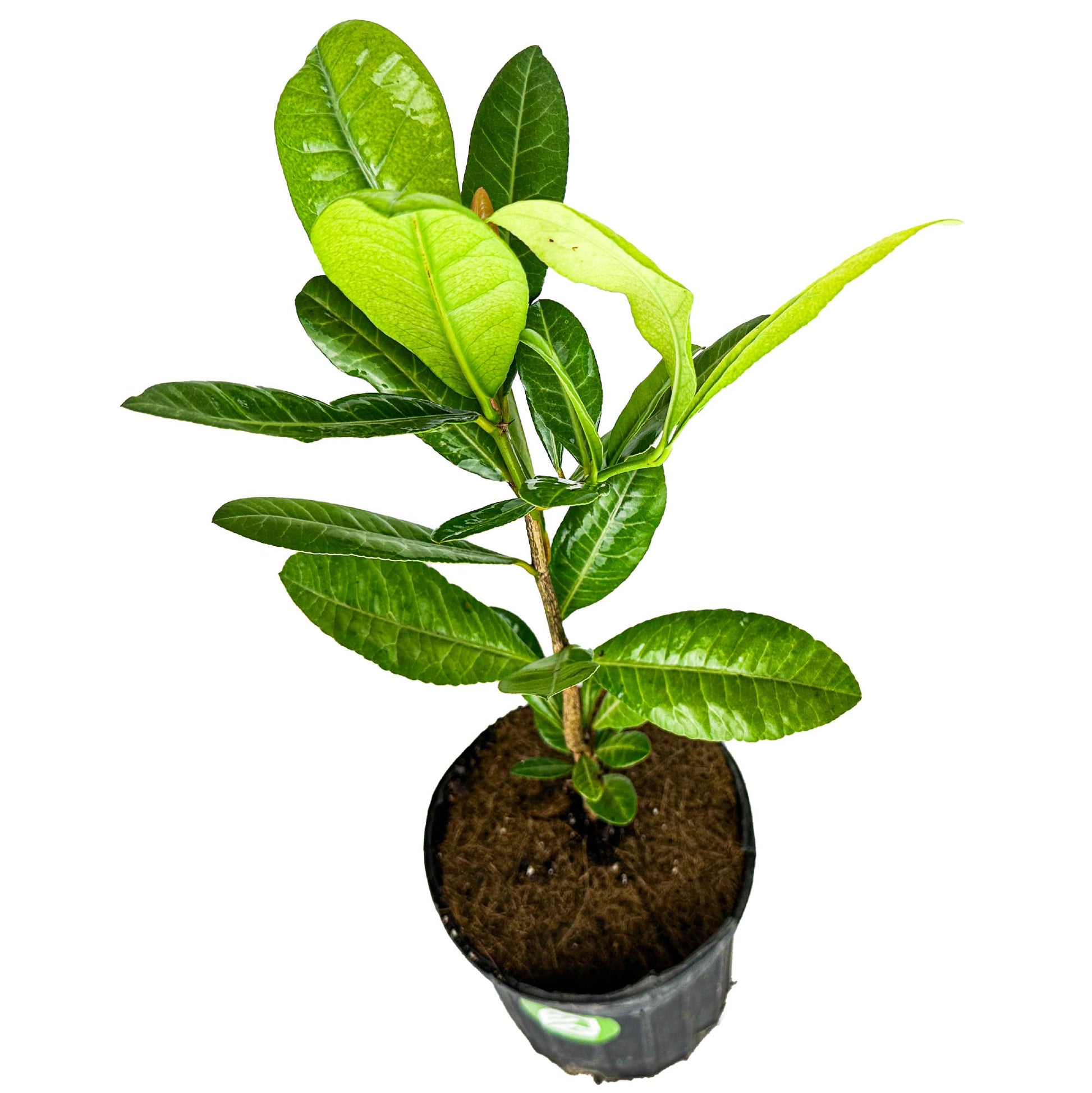African Imbe Mangosteen - Garcinia livingstonei (1-gallon pot)