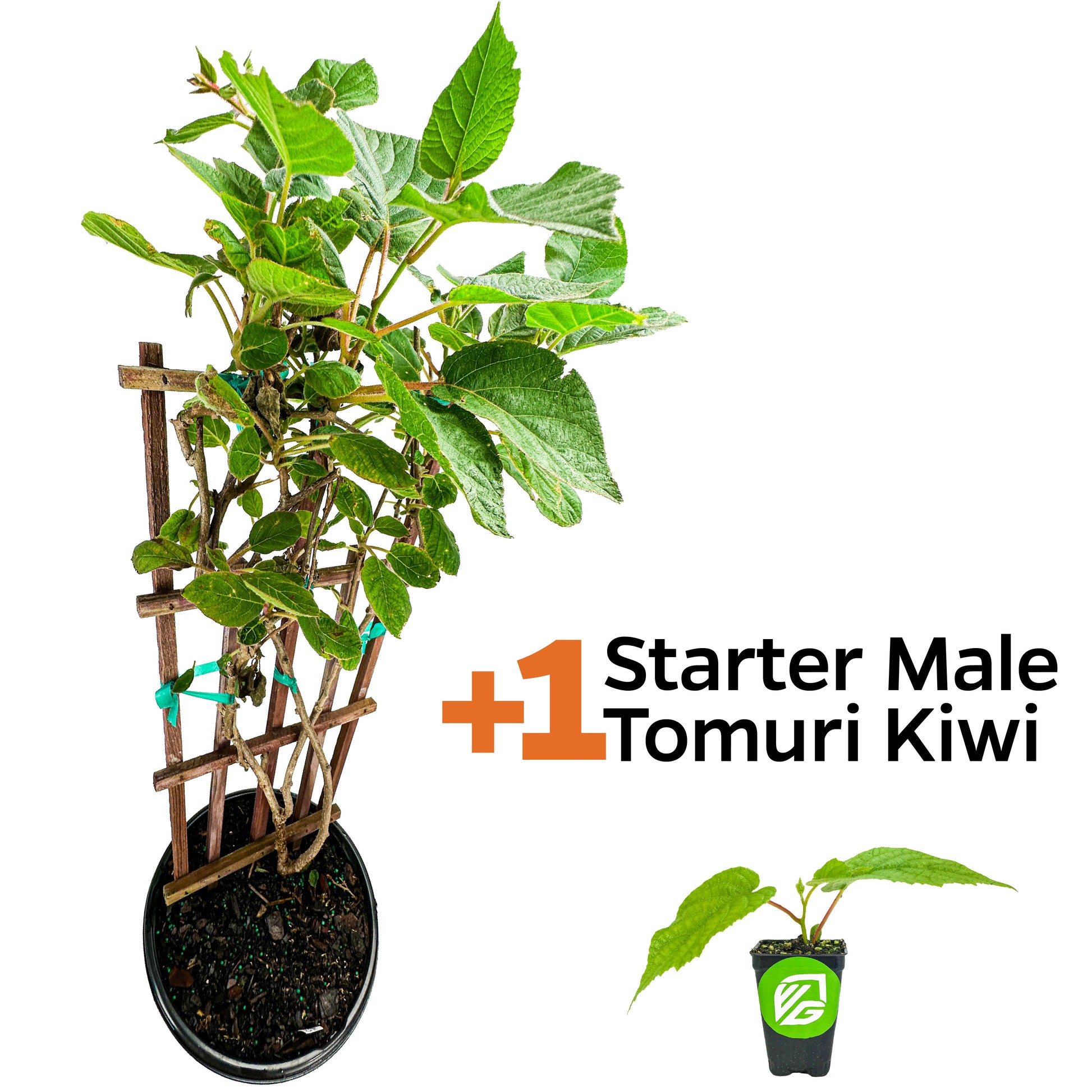 Vincent Female Kiwi Vine (4-gallon) - Actinidia chinensis