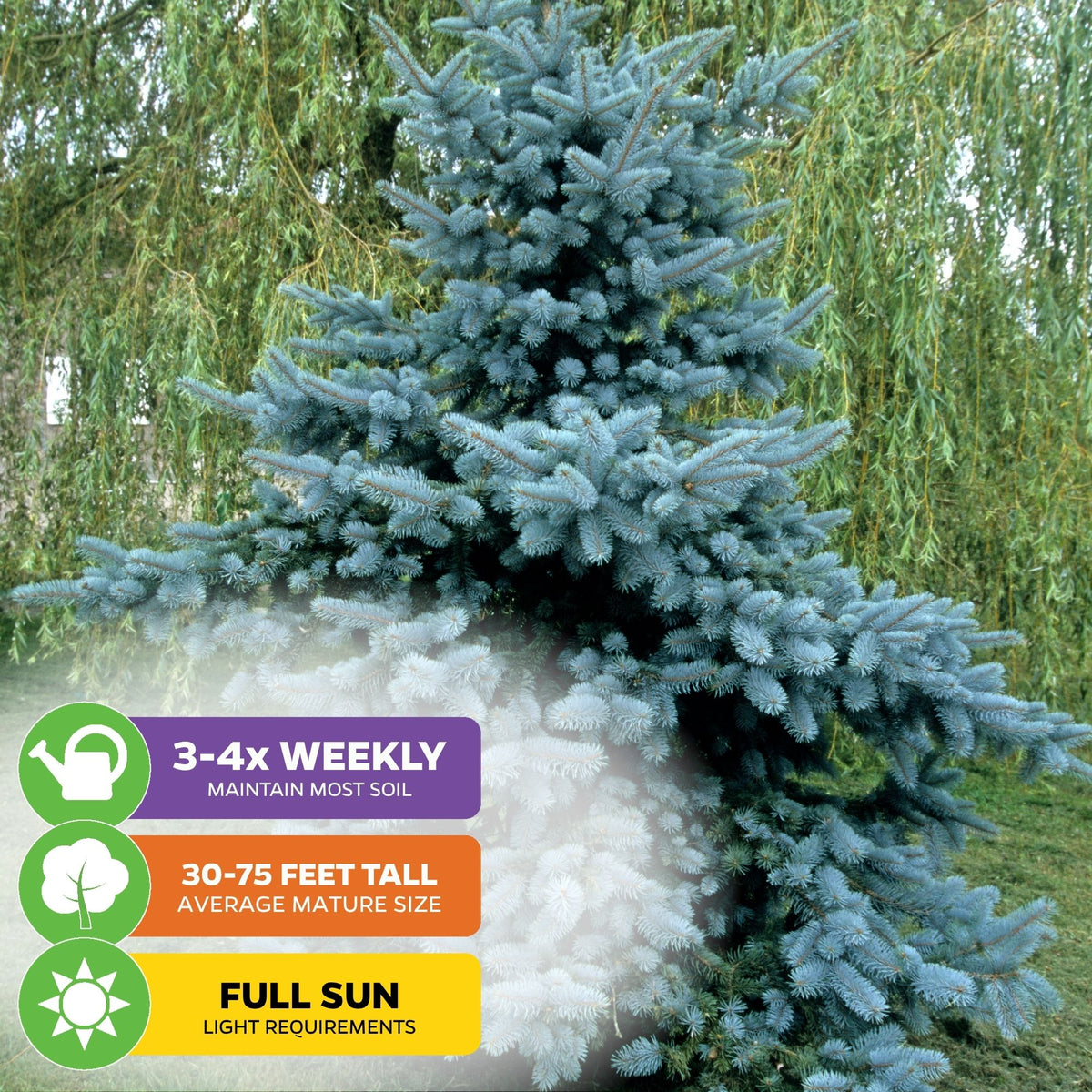 Colorado Blue Spruce Tree Seeds (Picea pungens) - Pack of 15