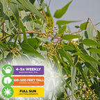 Lemon-Scented Gum Tree Seeds (Eucalyptus Citriodora / Corymbia citriodora) - Pack of 25