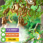 Tamarind Tree Seeds (Tamarinds indica) - Pack of 12