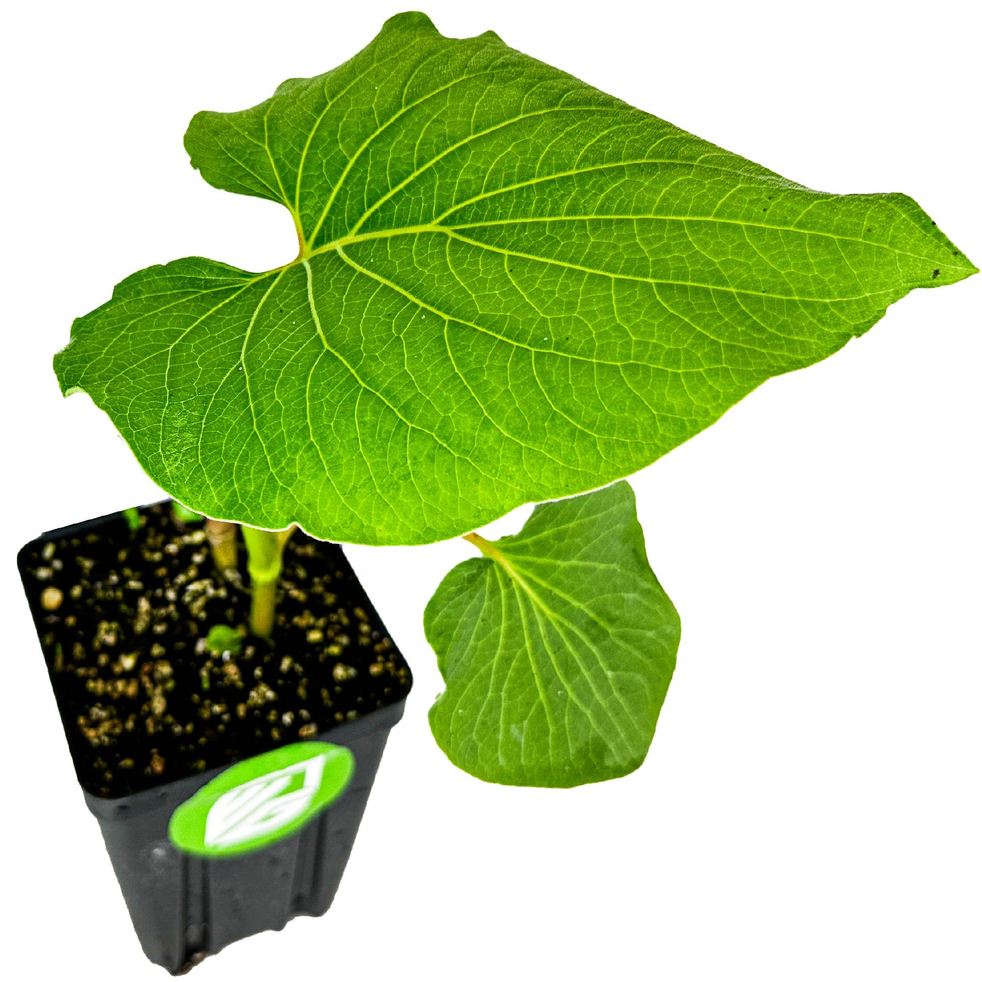 Mexican Pepperleaf + 2 Transplant Shock Tablets (Hoja Santa Root Beer Leaf Plant) - Piper auritum (Premium Size)