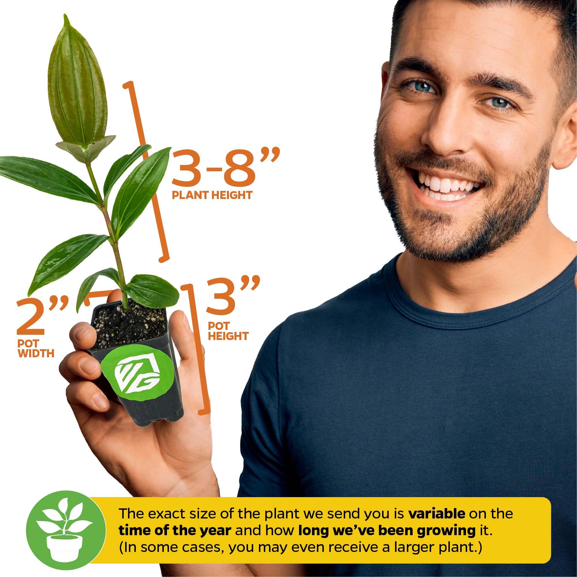 A smiling man holds a Wellspring Gardens Ground Orchid - Spathoglottis plicata purple, known for its vibrant purple flowers. Plant size may vary by season and growth time; you might receive a larger plant or one with blooms year-round.