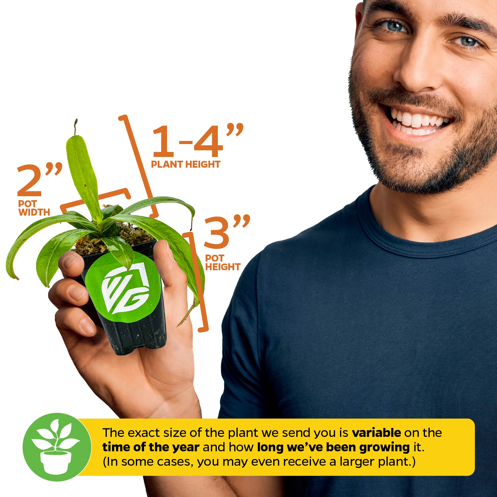 A smiling man holds a Wellspring Gardens Rebecca Soper Pitcher Plant (Nepenthes ventricosa x gracillima), a unique carnivorous houseplant in a 2"x3" pot; plant height is 1–4", though size may vary by season and growth.