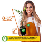 A smiling woman in an orange apron holds a Wellspring Gardens Coratina Olive Tree (Olea europaea), 8-15" tall in a 5" pot. Plant size varies by season and growth duration.