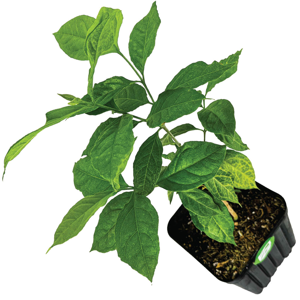 Peanut Butter Fruit Tree in a 3/4 Gallon Pot - Bunchosia argentea (Supreme)