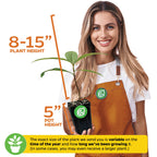 A smiling woman in an orange apron holds a Wellspring Gardens Loquat Tree (Eriobotrya japonica) in a 5-inch pot. Plant height: 8–15 inches. Actual size varies by growing time and season.