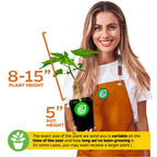 A smiling woman in an orange apron holds a Wellspring Gardens Red Lady Papaya (Premium size) plant (Carica papaya), 8–15" tall in a 5" pot. Heights may vary by season and growing time. Plant is self-fertile.