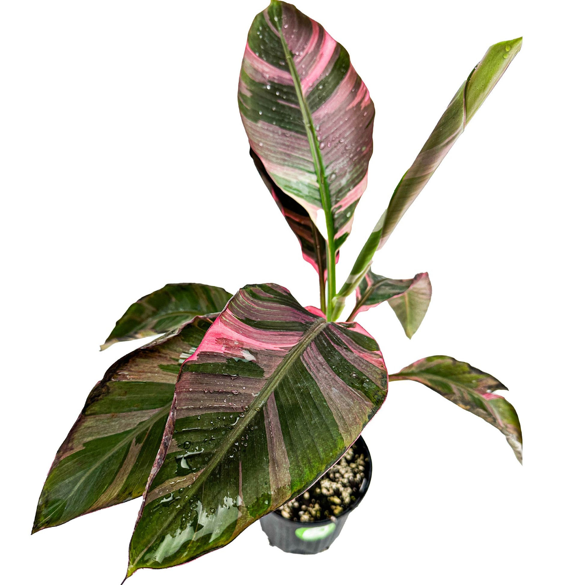 Pink Nono Variegated Banana (Ornamental) - Musa 'Nono' - (1 Gallon Pot)