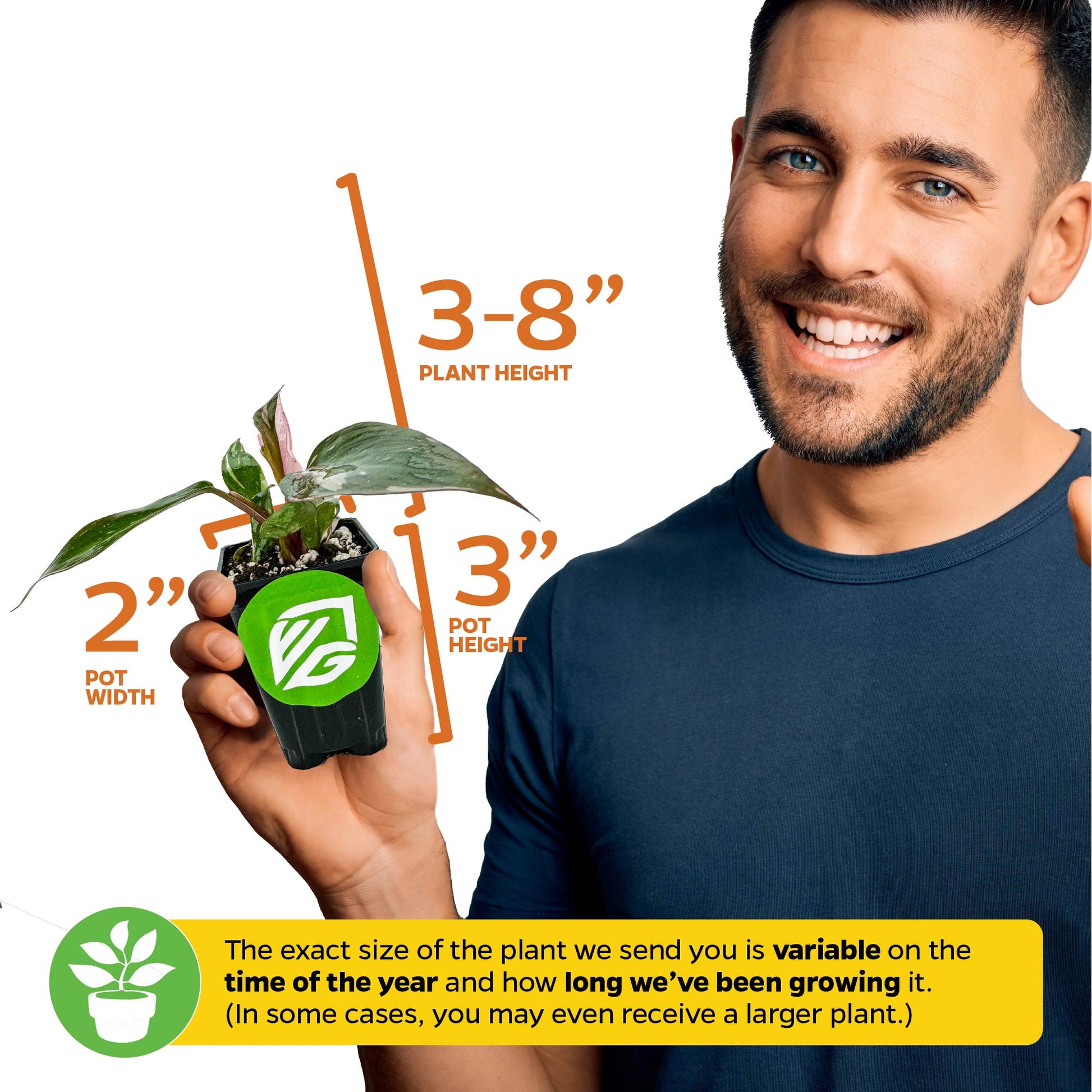 Philodendron Yellow Ghost - Philodendron