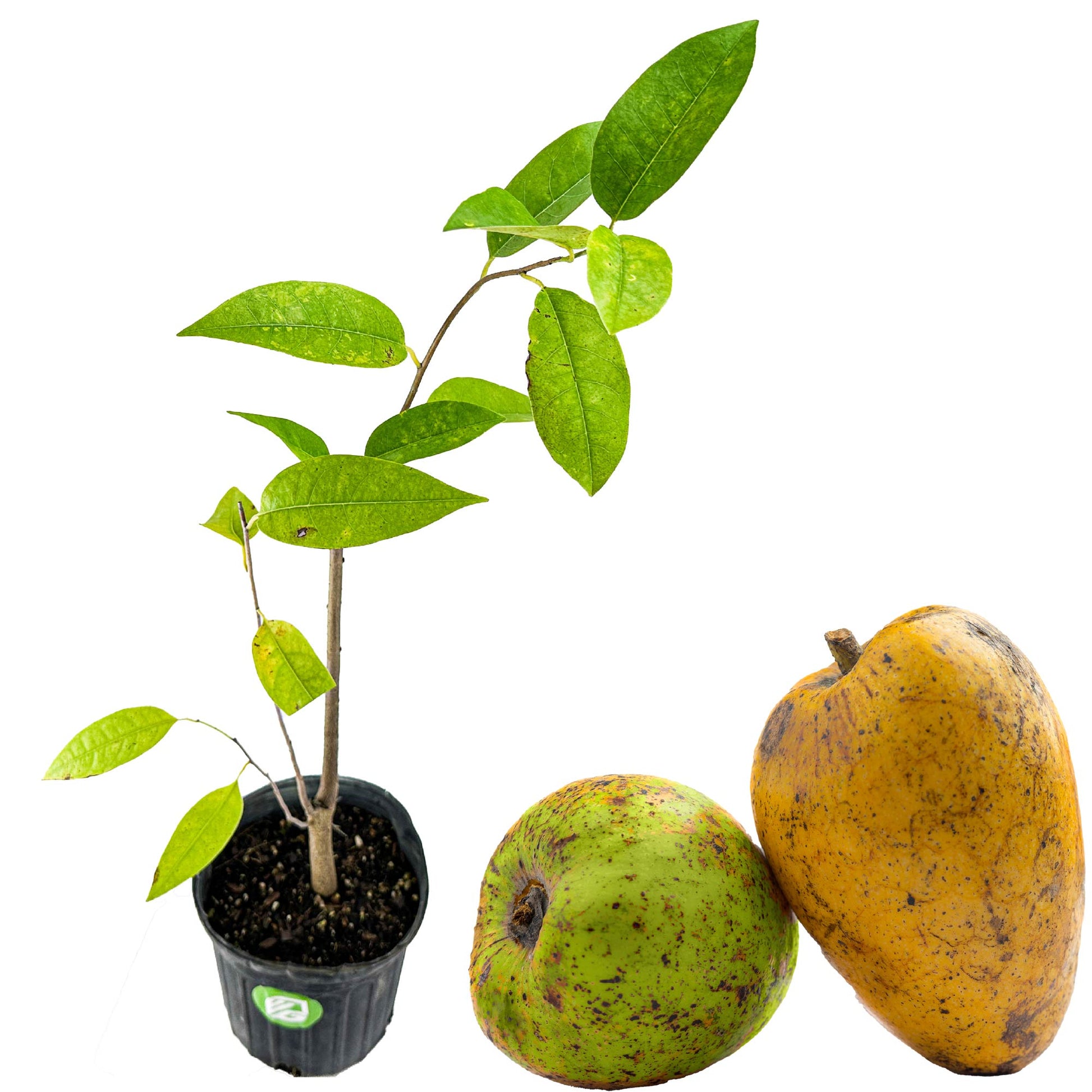 Pond Apple Tree - Annona glabra (3/4 gallon pot)