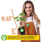 A smiling woman in an orange apron holds a potted Deanna Fig Tree (Ficus carica) by Wellspring Gardens. Text shows plant height is 8–15" in a 5" pot; note says size may vary by season and growing time.