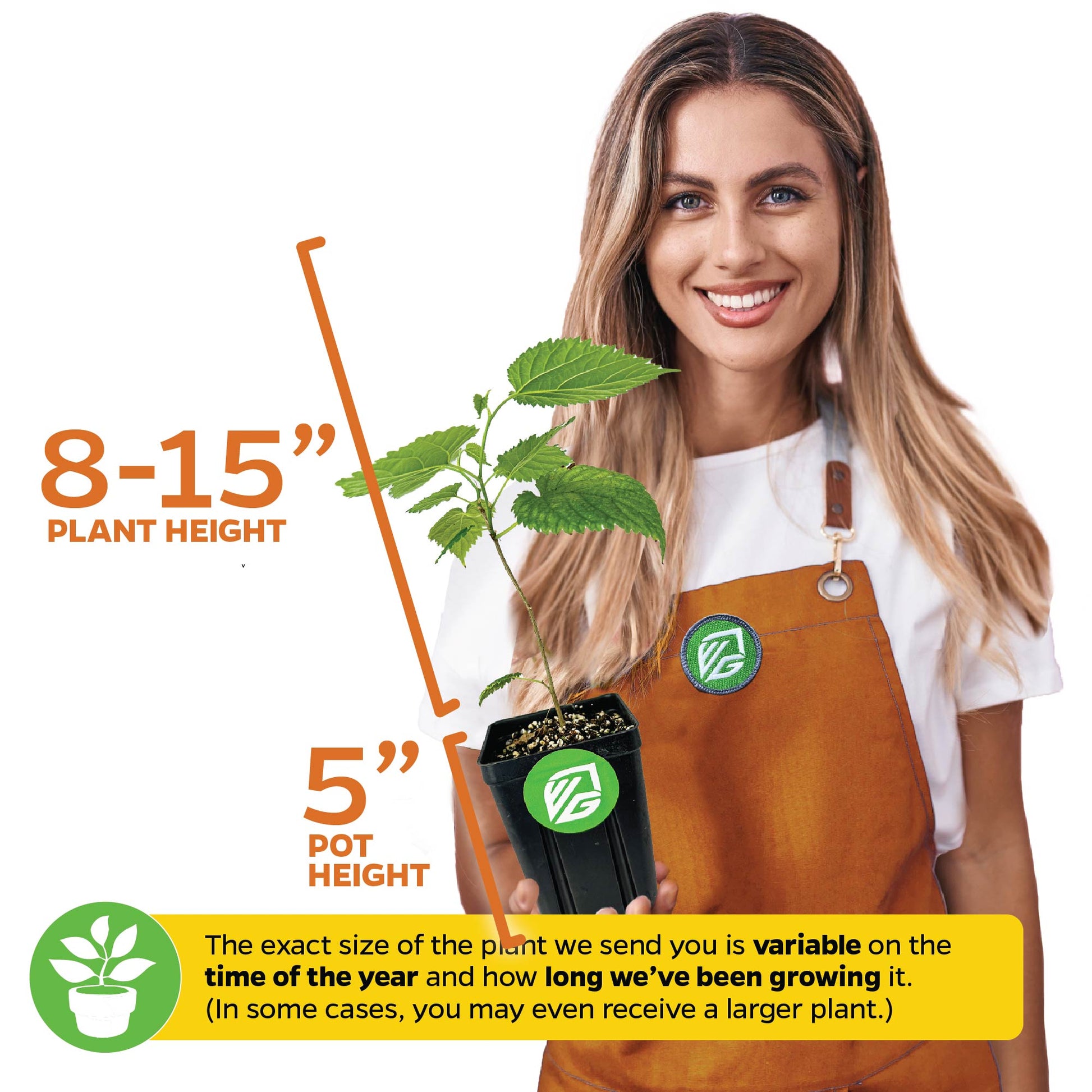 Pakistan Mulberry (Long Mulberry) Tree - Morus nigra