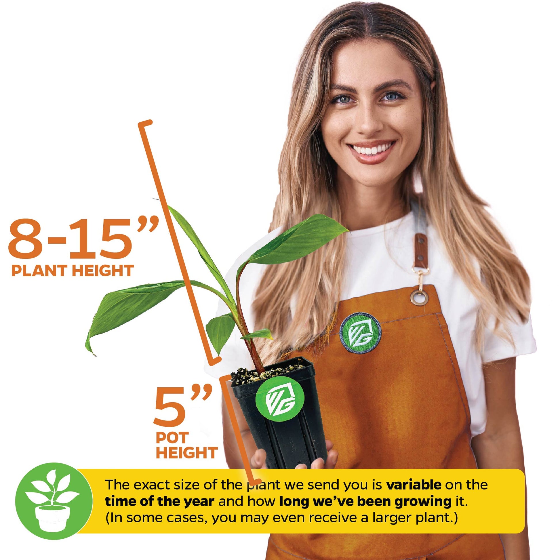 Cuban Red Dacca Banana (Premium Size) - Musa acuminata